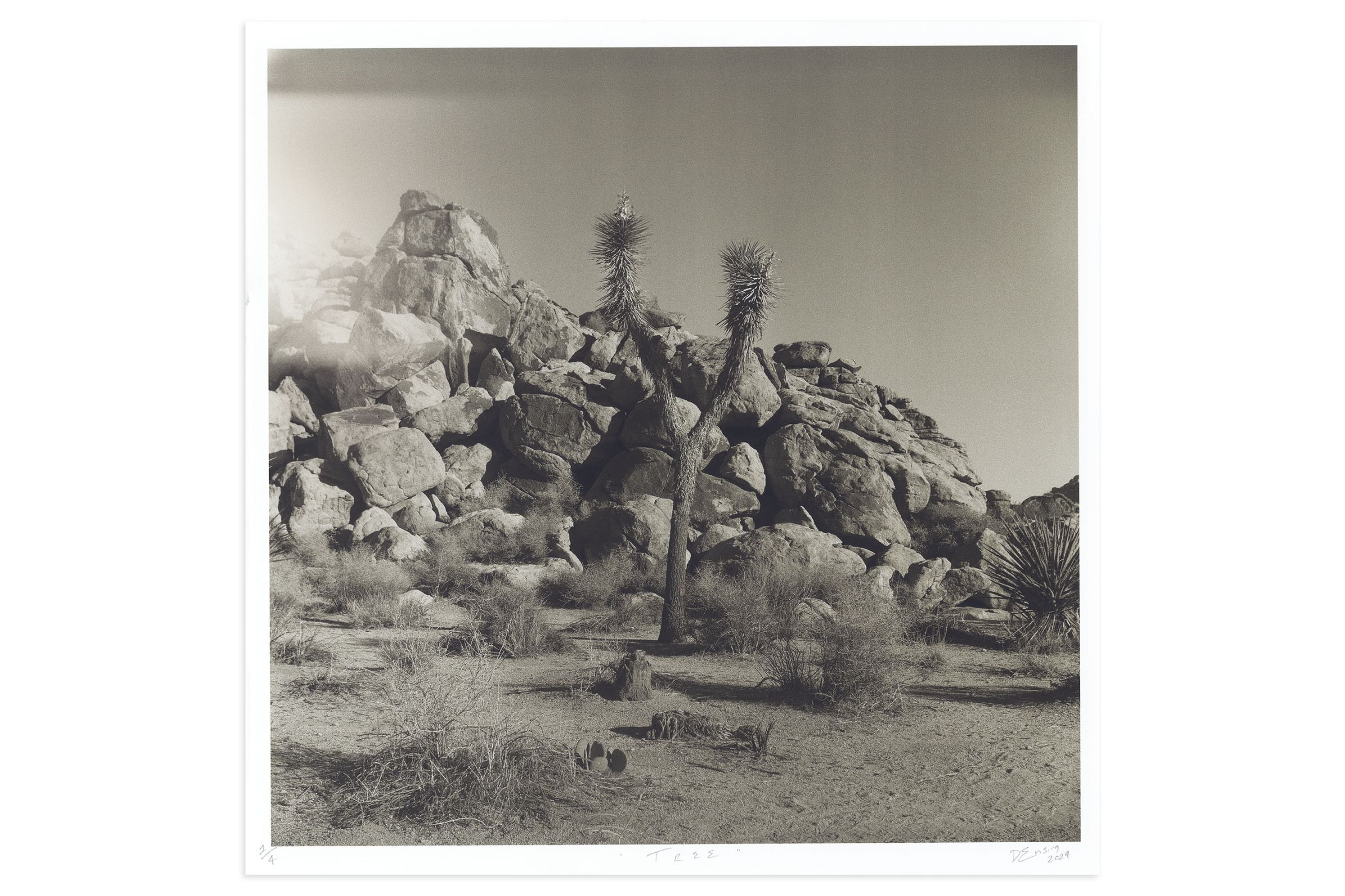 Lookout: Tree by Danya Ensing