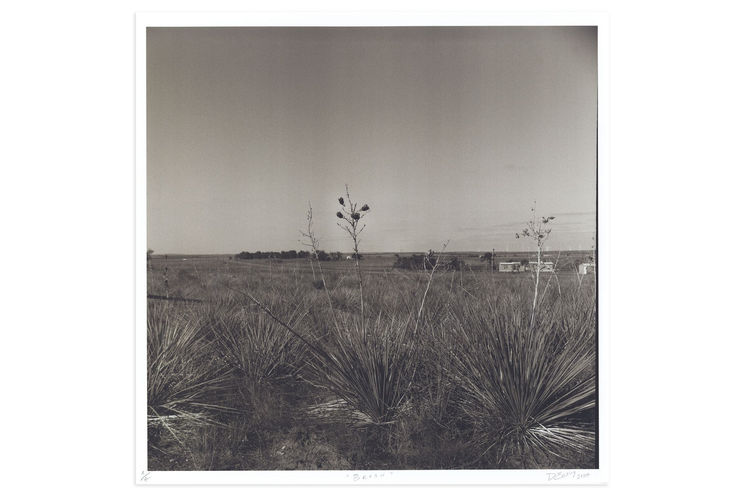 Lookout: Brush by Danya Ensing