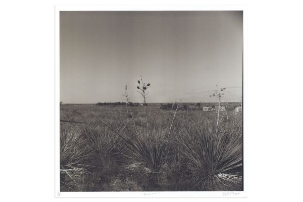 Lookout: Brush by Danya Ensing