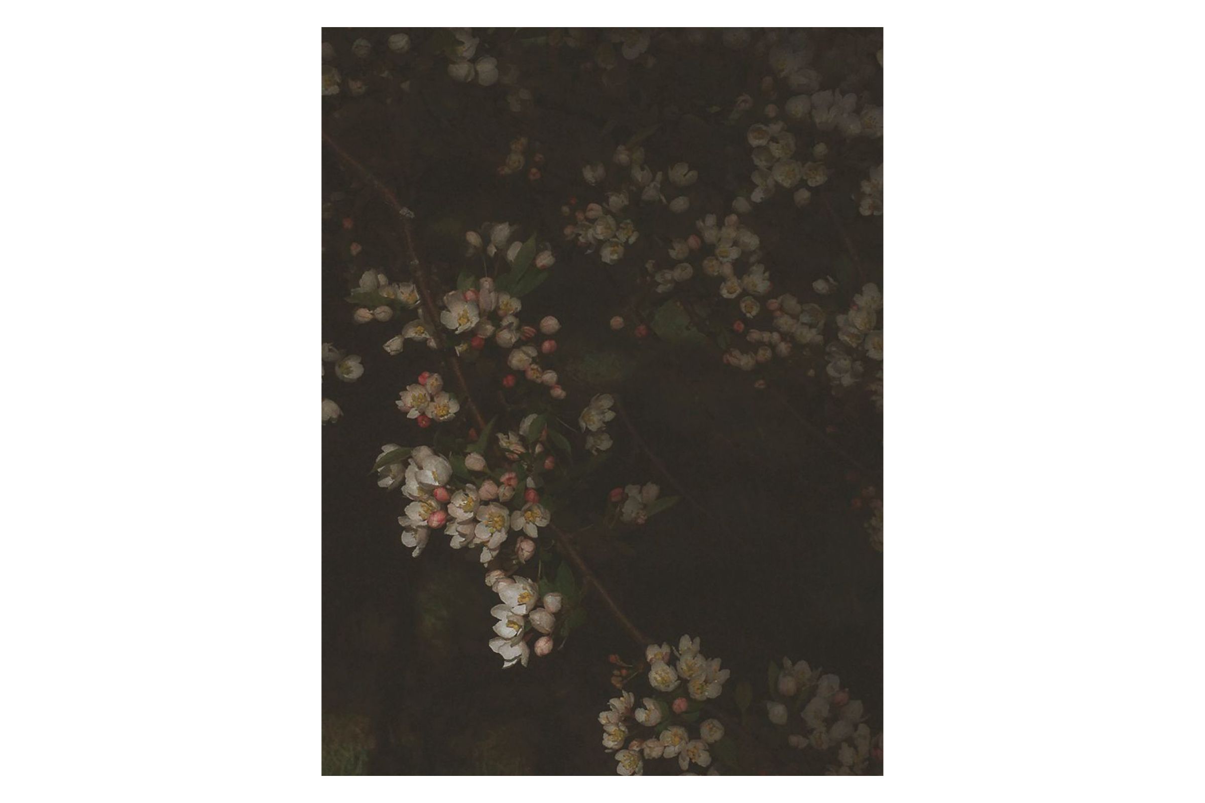 Night Flowers 01 27¼