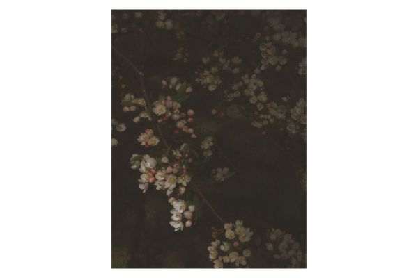 Night Flowers 01 27¼