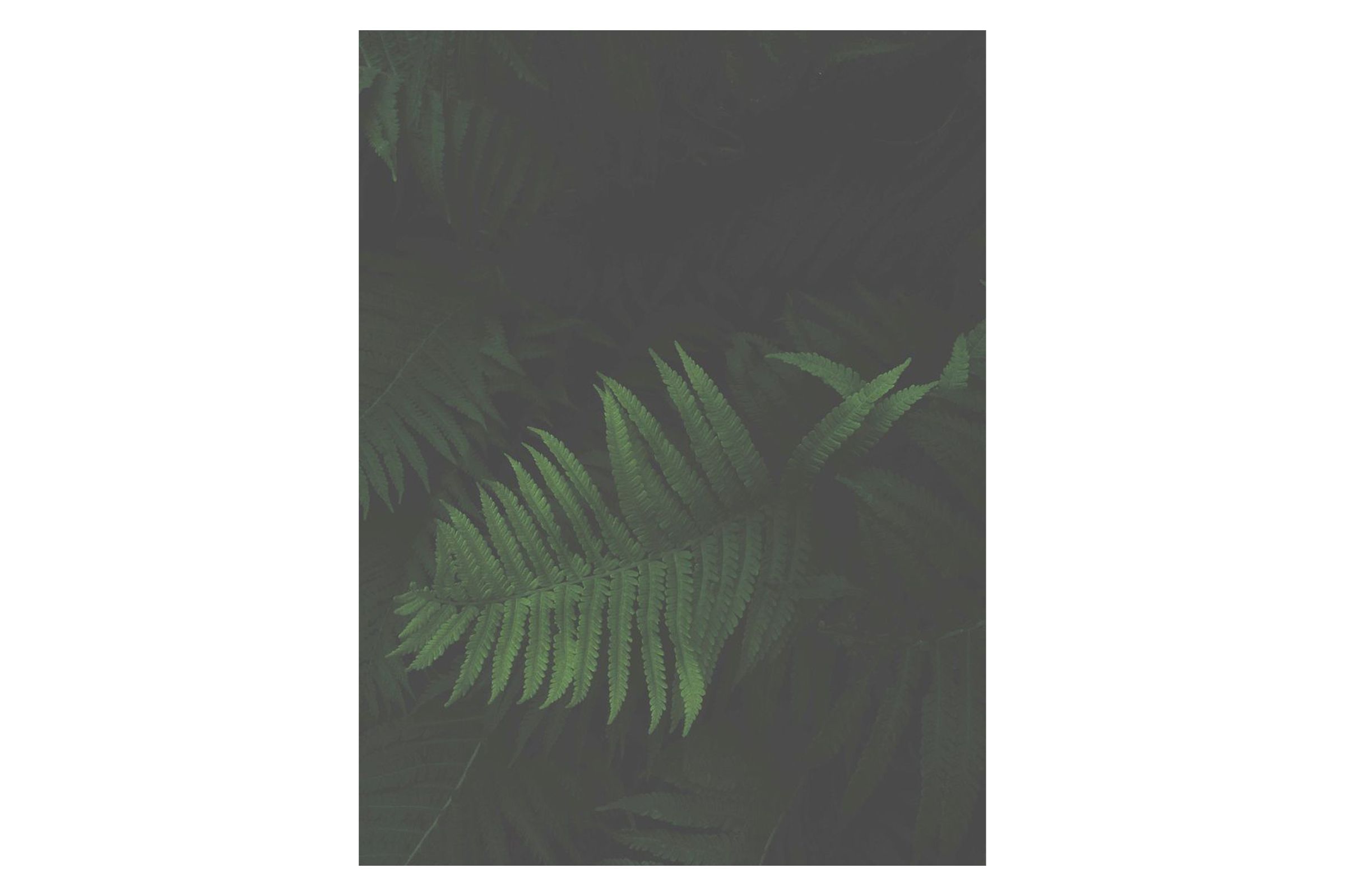 Night Flowers 06 27¼