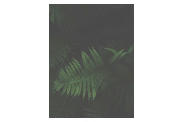 Night Flowers 06 27¼
