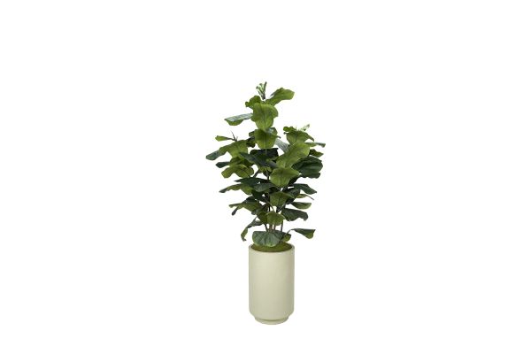 Big Leaf Fiddle Leaf Fig in Rainey Planter 7′