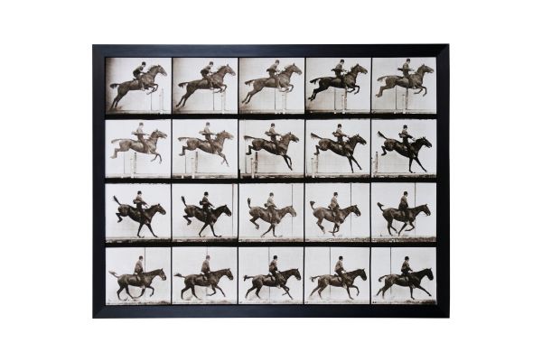Animal Locomotion Wall Decor